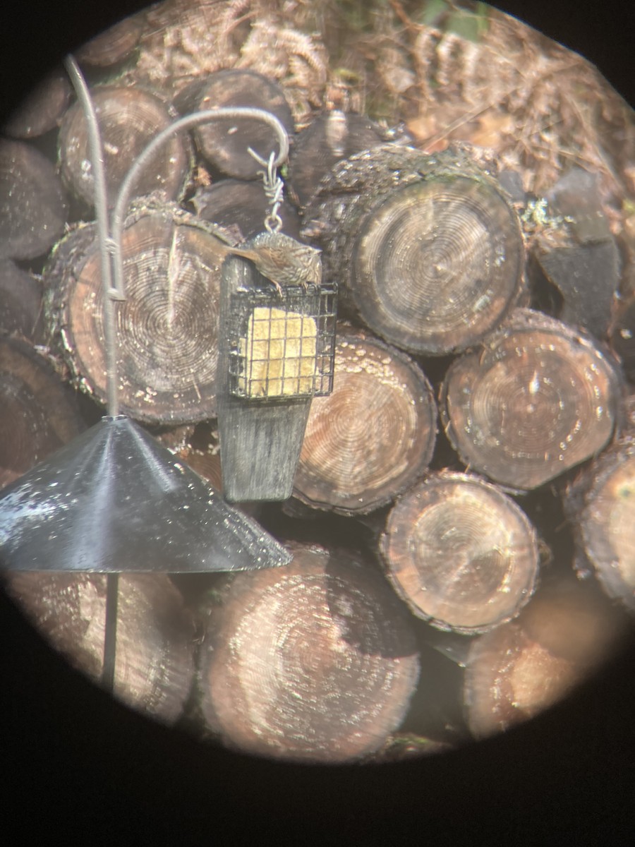 Певчая овсянка - ML651169565