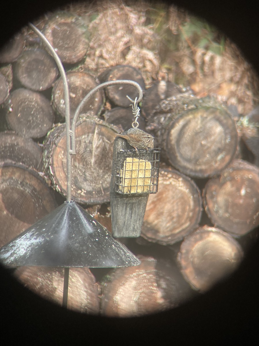 Певчая овсянка - ML651169566