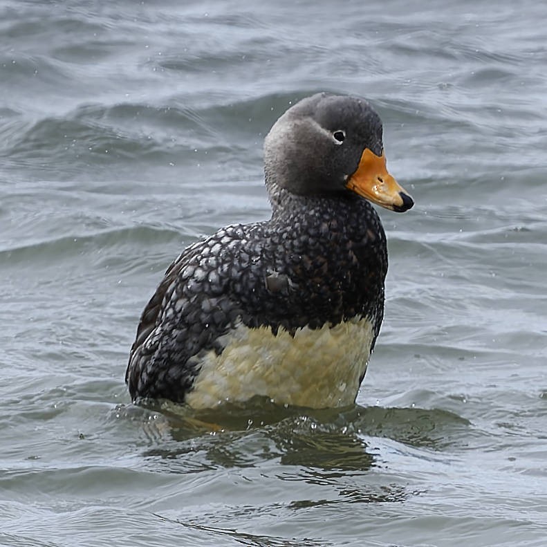 Flying Steamer-Duck - ML651169726