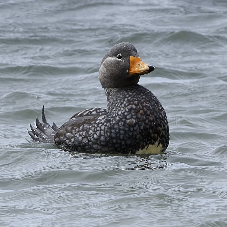 Flying Steamer-Duck - ML651169727