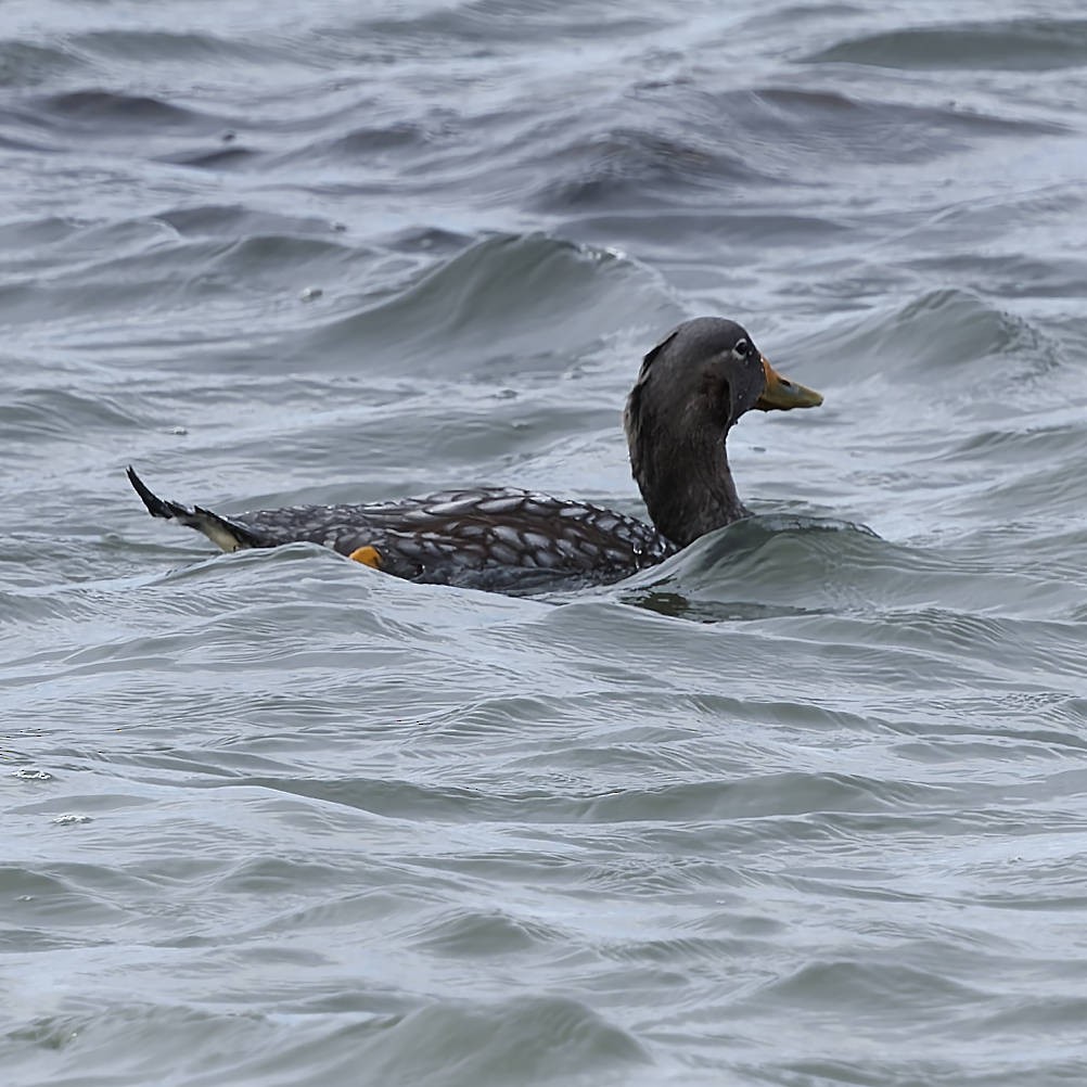 Flying Steamer-Duck - ML651169729