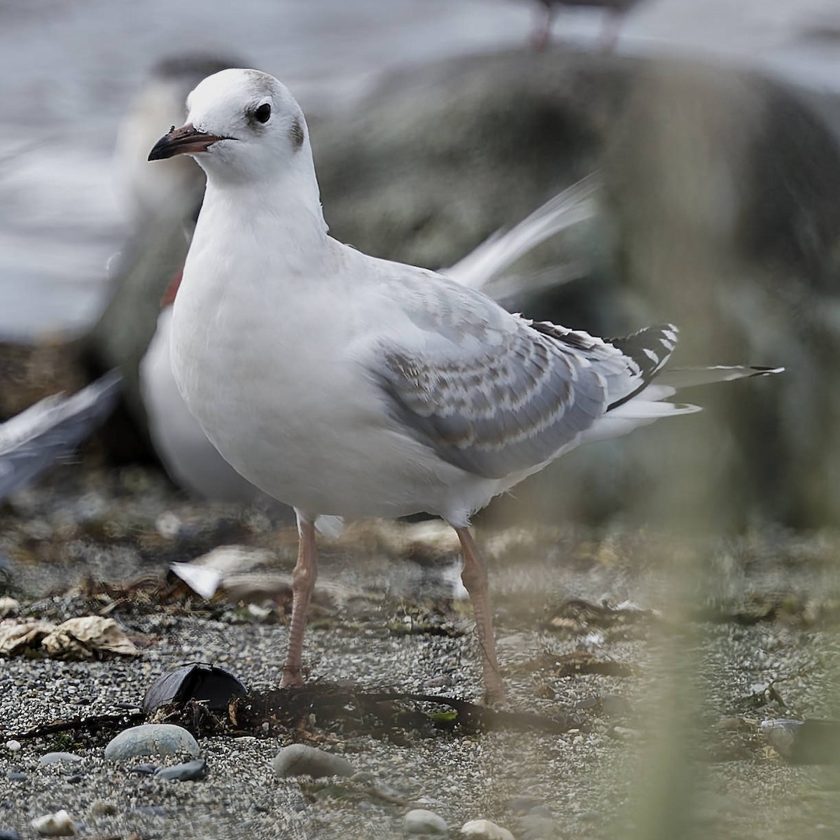 Brown-hooded Gull - ML651169744