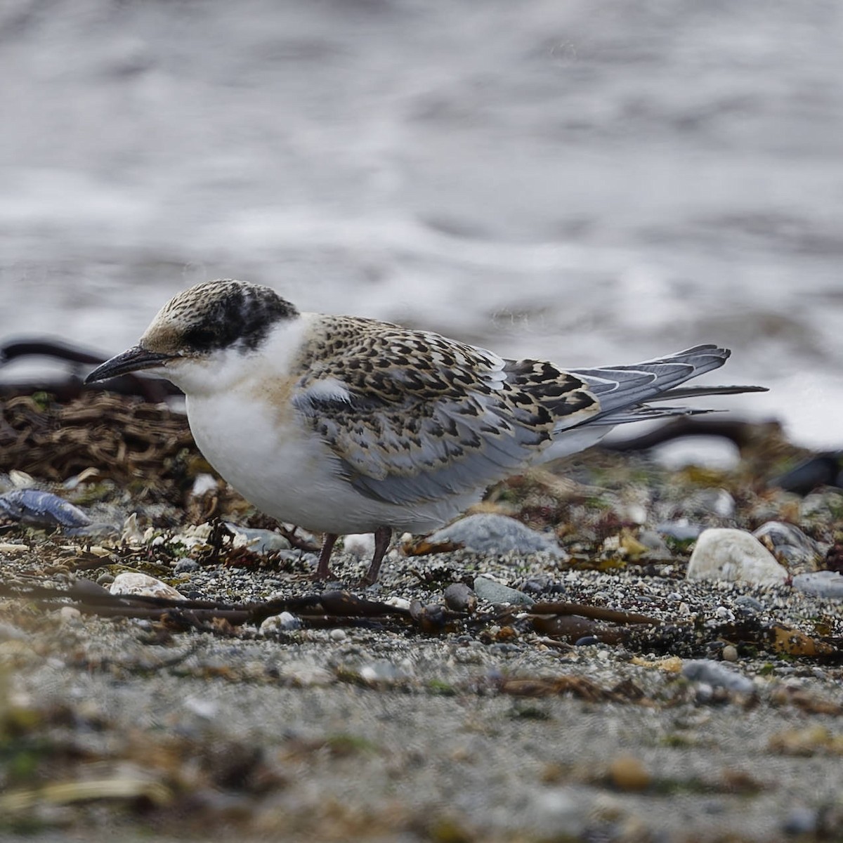 South American Tern - ML651169766