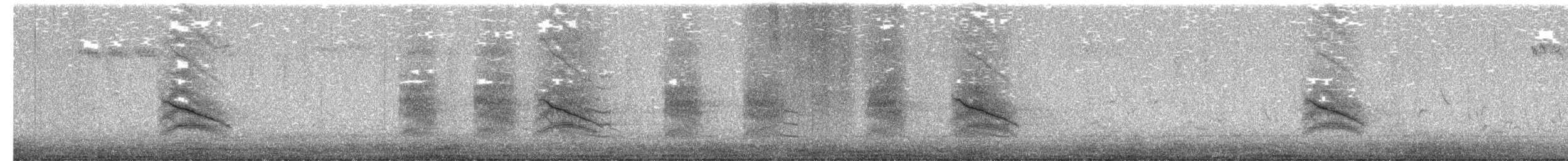 Tohi tacheté - ML651169783