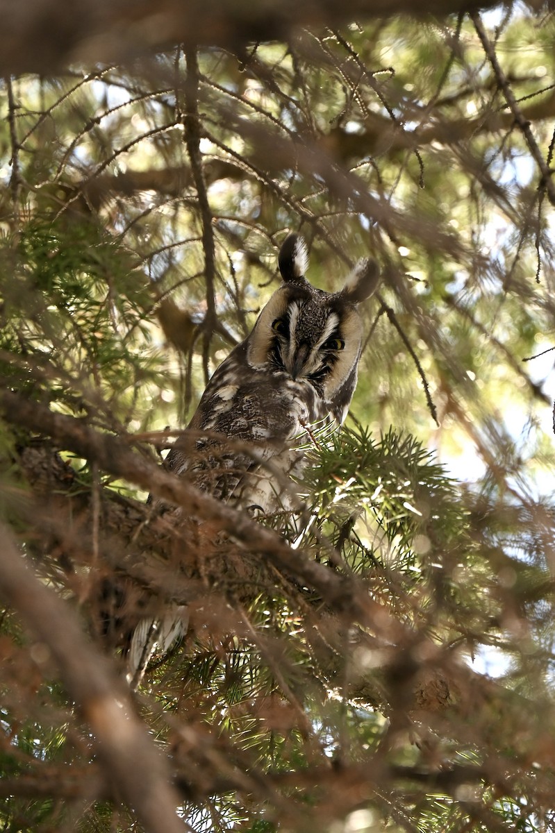 Hibou moyen-duc - ML651169836