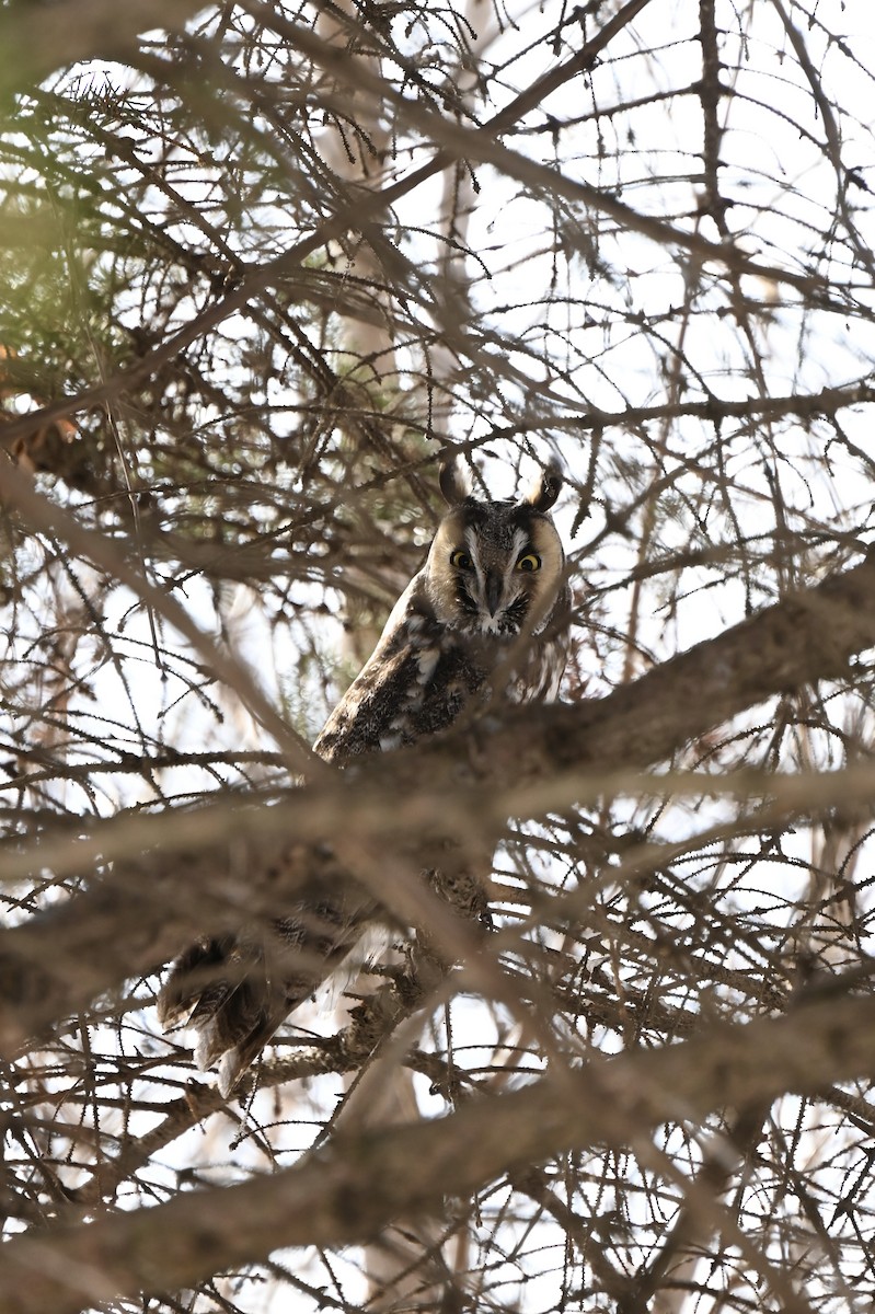 Hibou moyen-duc - ML651169838