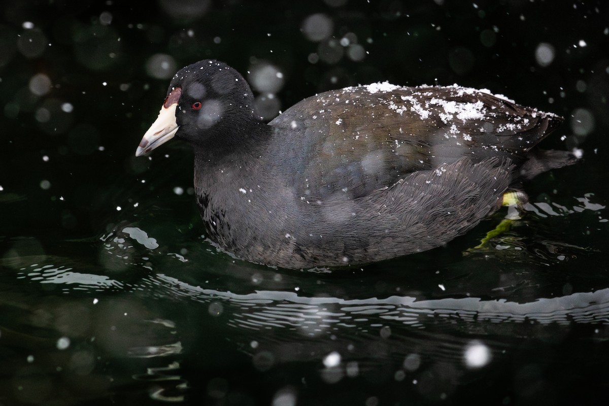 American Coot (Red-shielded) - ML651169889