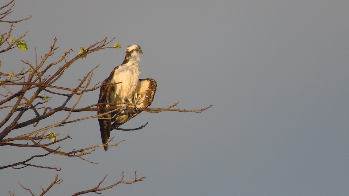 Balbuzard pêcheur - ML651169894