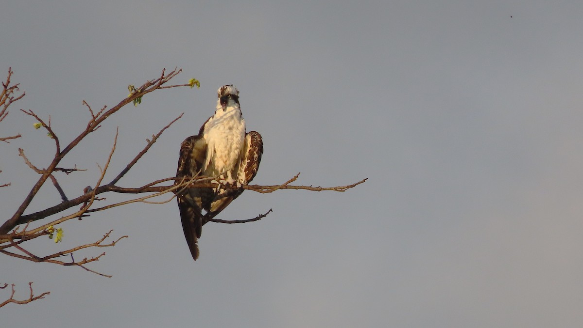 Balbuzard pêcheur - ML651169895