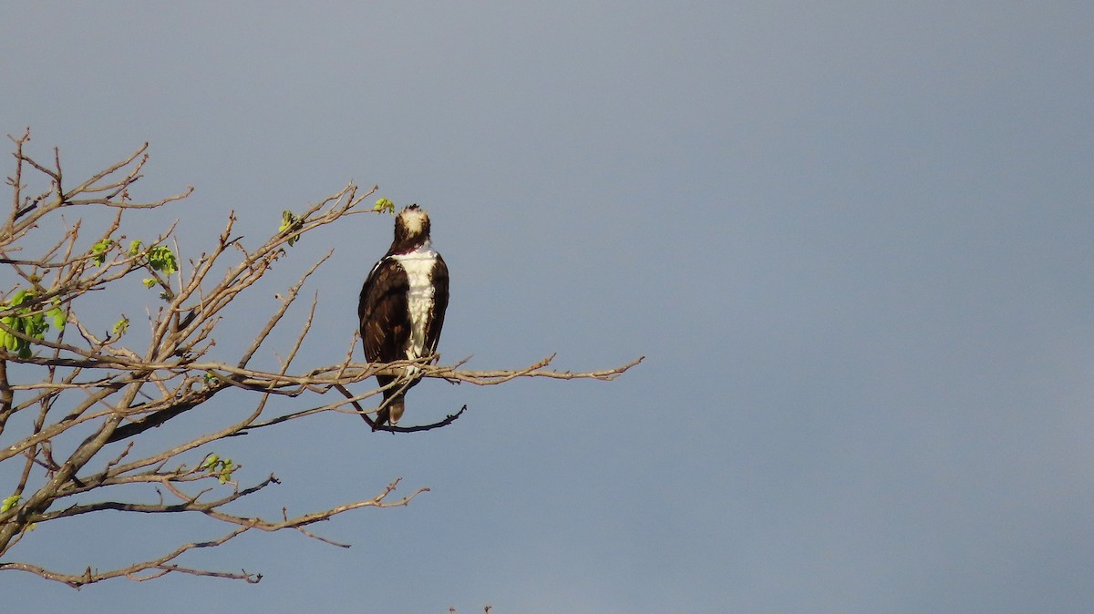 Balbuzard pêcheur - ML651169896