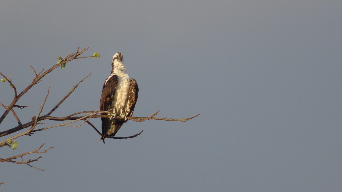 Balbuzard pêcheur - ML651169897