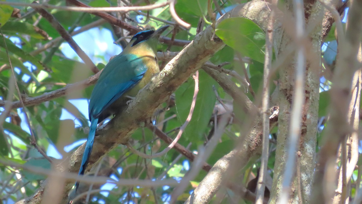 Motmot de Lesson - ML651169929