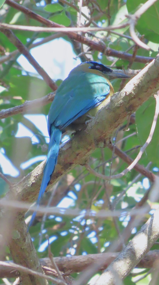 Motmot de Lesson - ML651169930