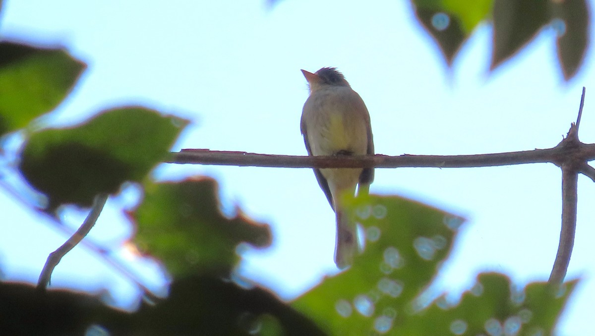 Moucherolle de Bonaparte - ML651169941
