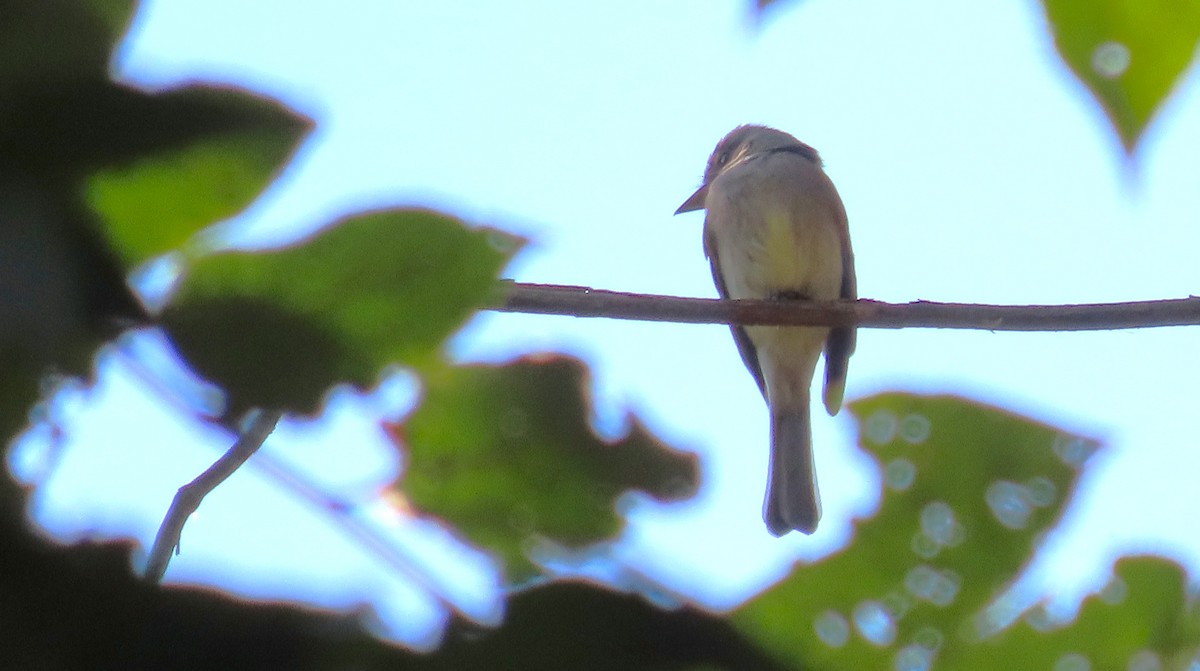 Moucherolle de Bonaparte - ML651169942