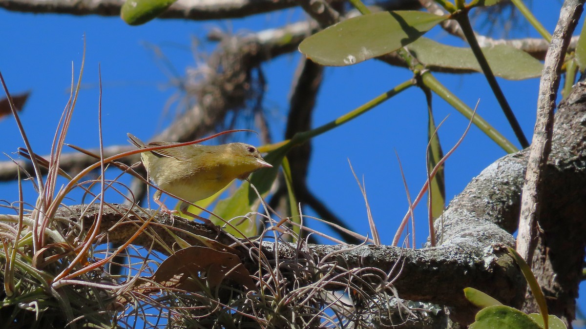 Paruline masquée - ML651170008