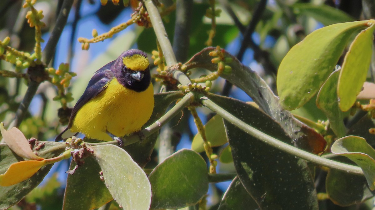 Organiste de brousse - ML651170079