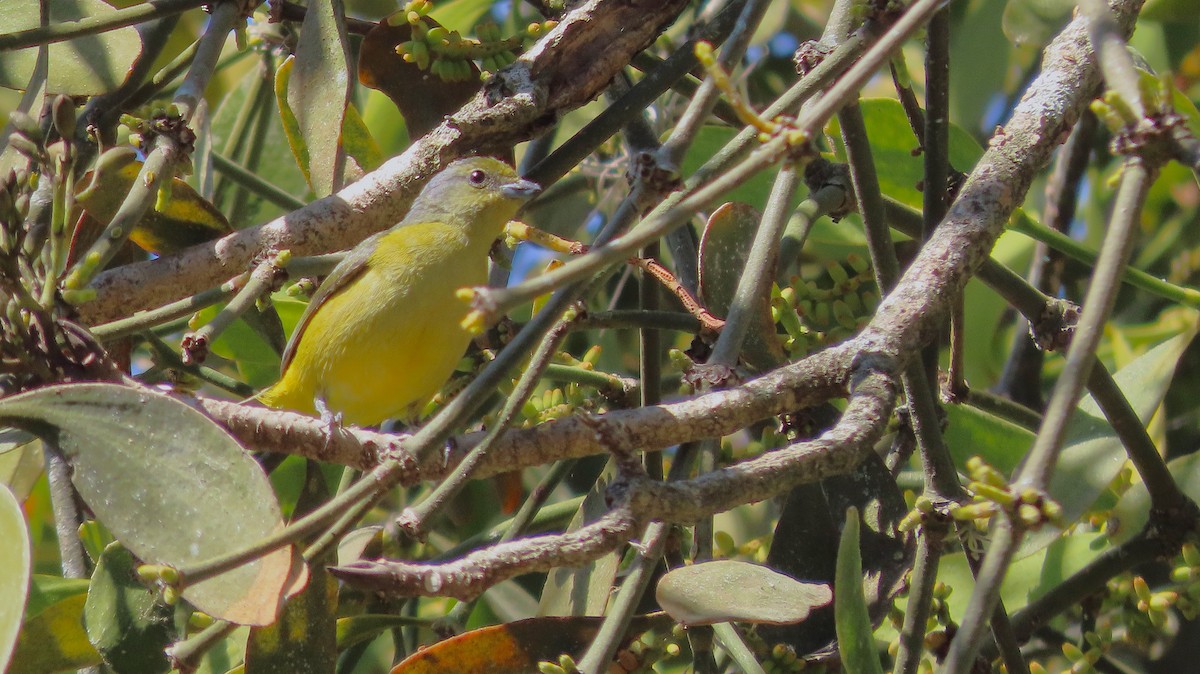 Organiste de brousse - ML651170080