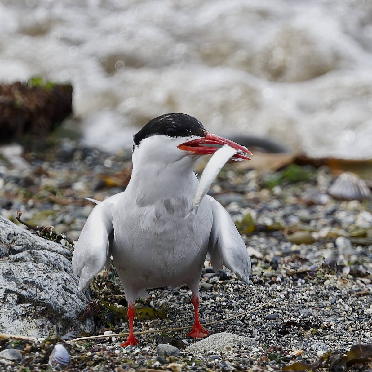 South American Tern - ML651170190