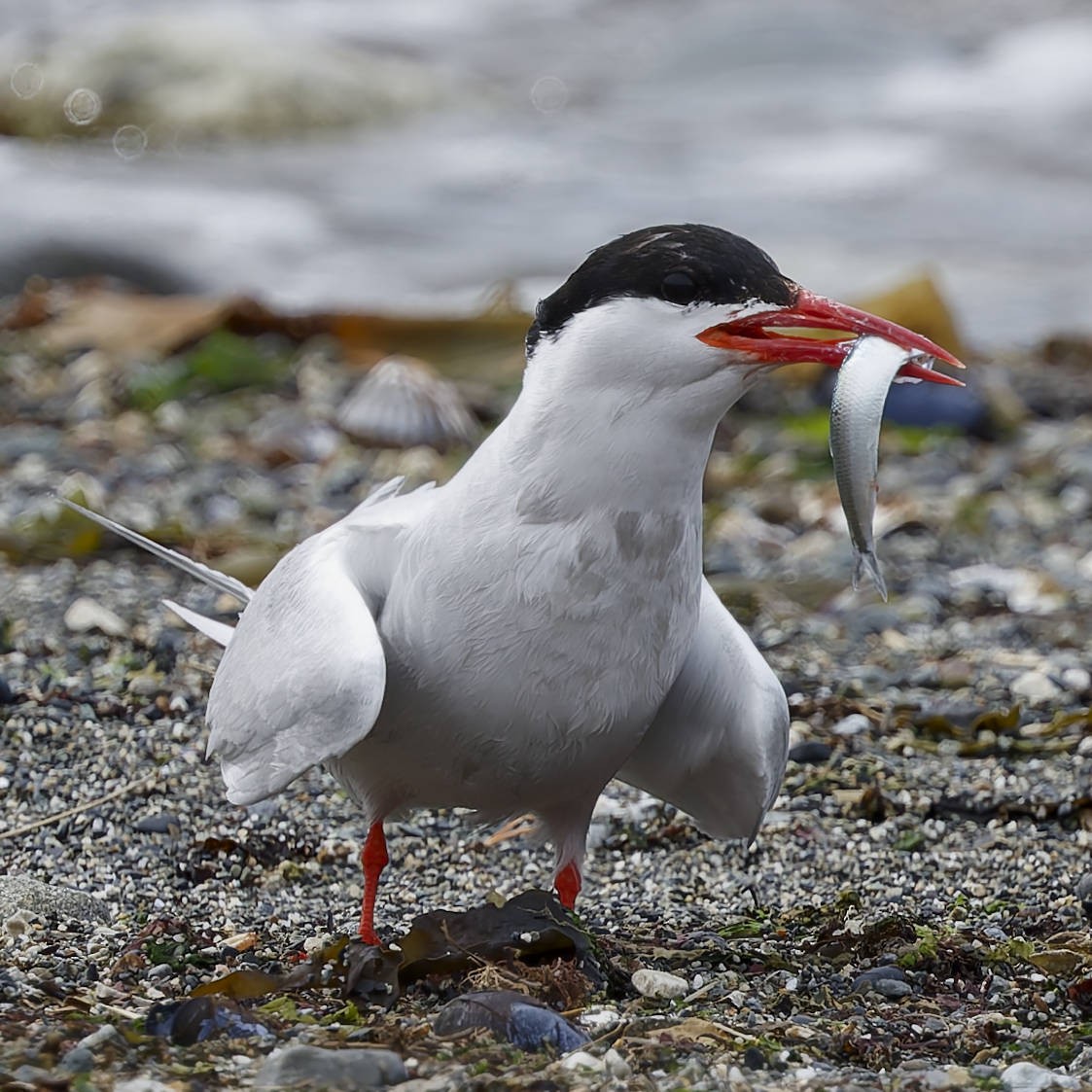 South American Tern - ML651170191