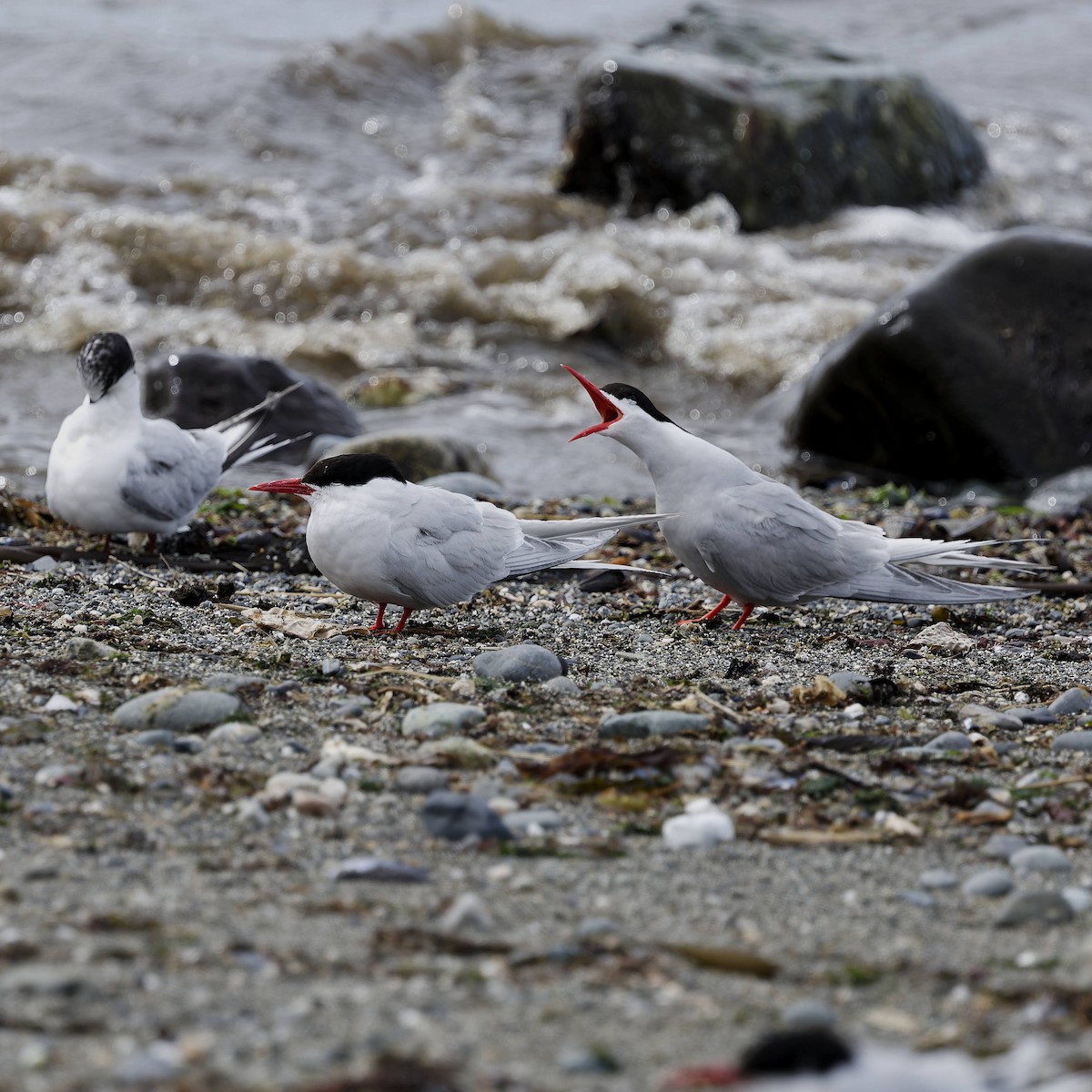 South American Tern - ML651170192