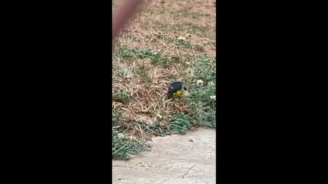Lesser Goldfinch - ML651170304