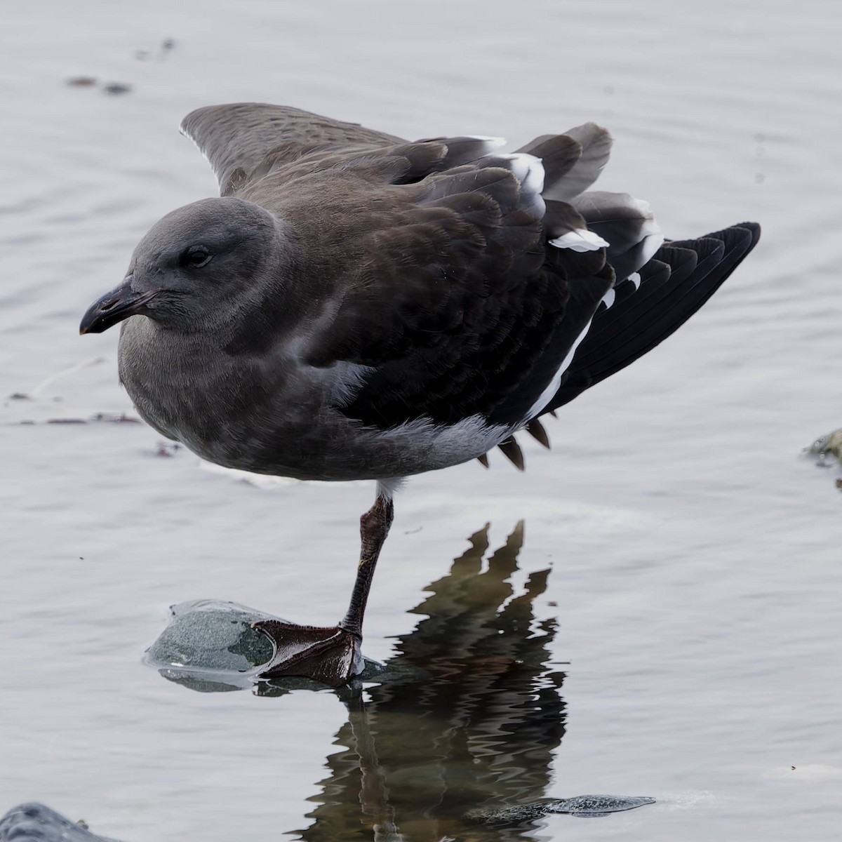 Dolphin Gull - ML651170309