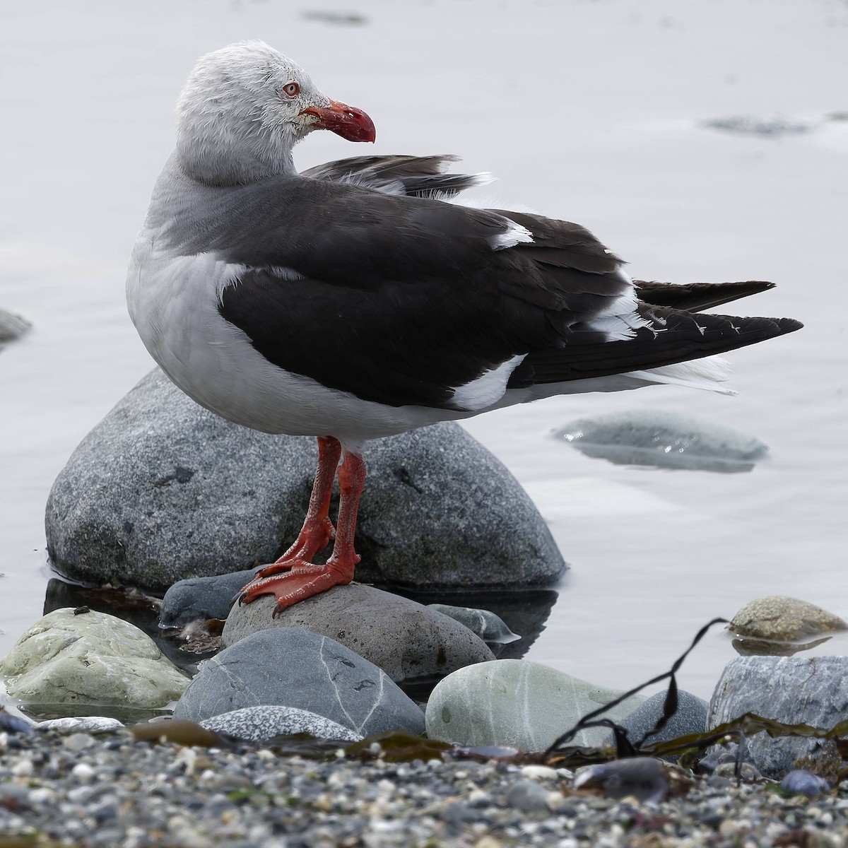 Dolphin Gull - ML651170310