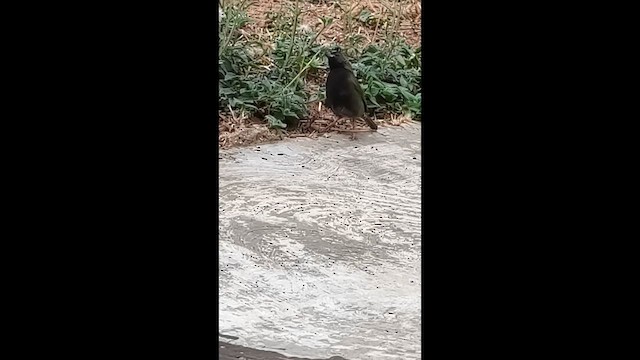 Black-faced Grassquit - ML651170319