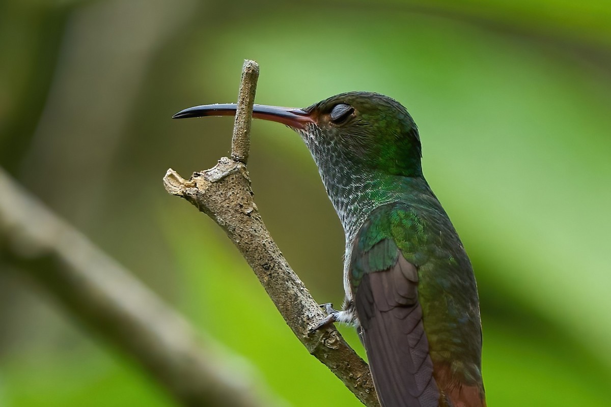 Rufous-tailed Hummingbird - ML651170541