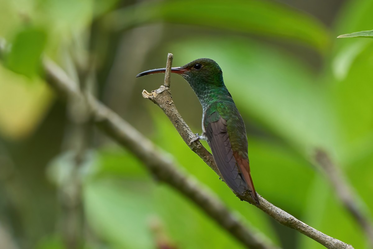 Rufous-tailed Hummingbird - ML651170543