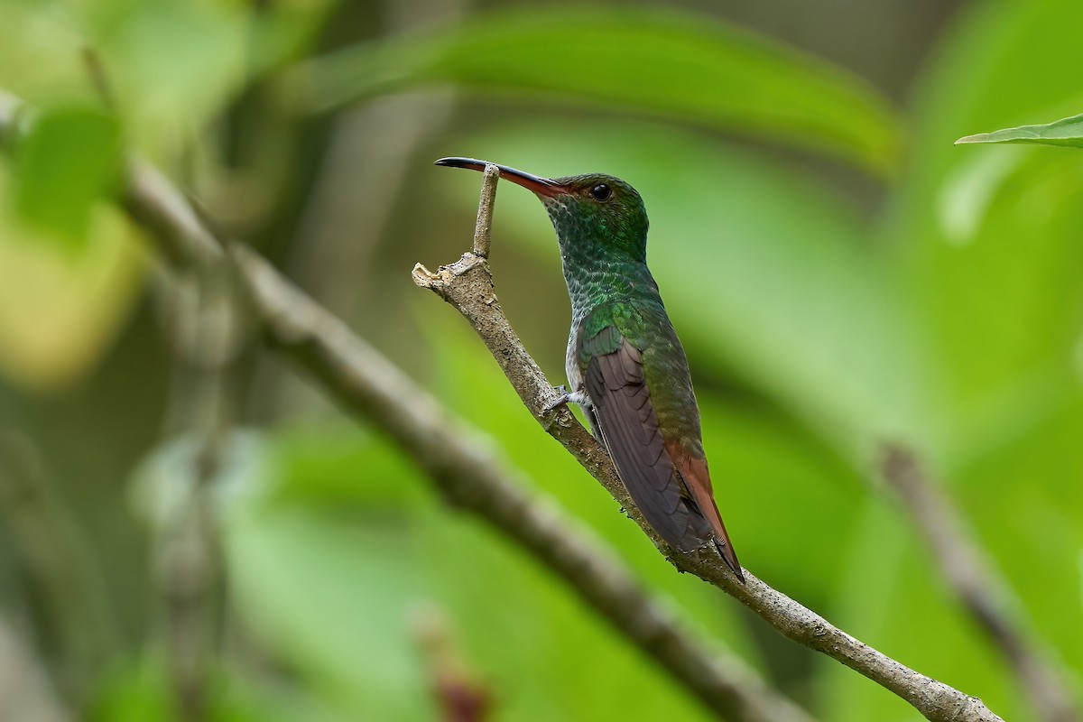 Rufous-tailed Hummingbird - ML651170545