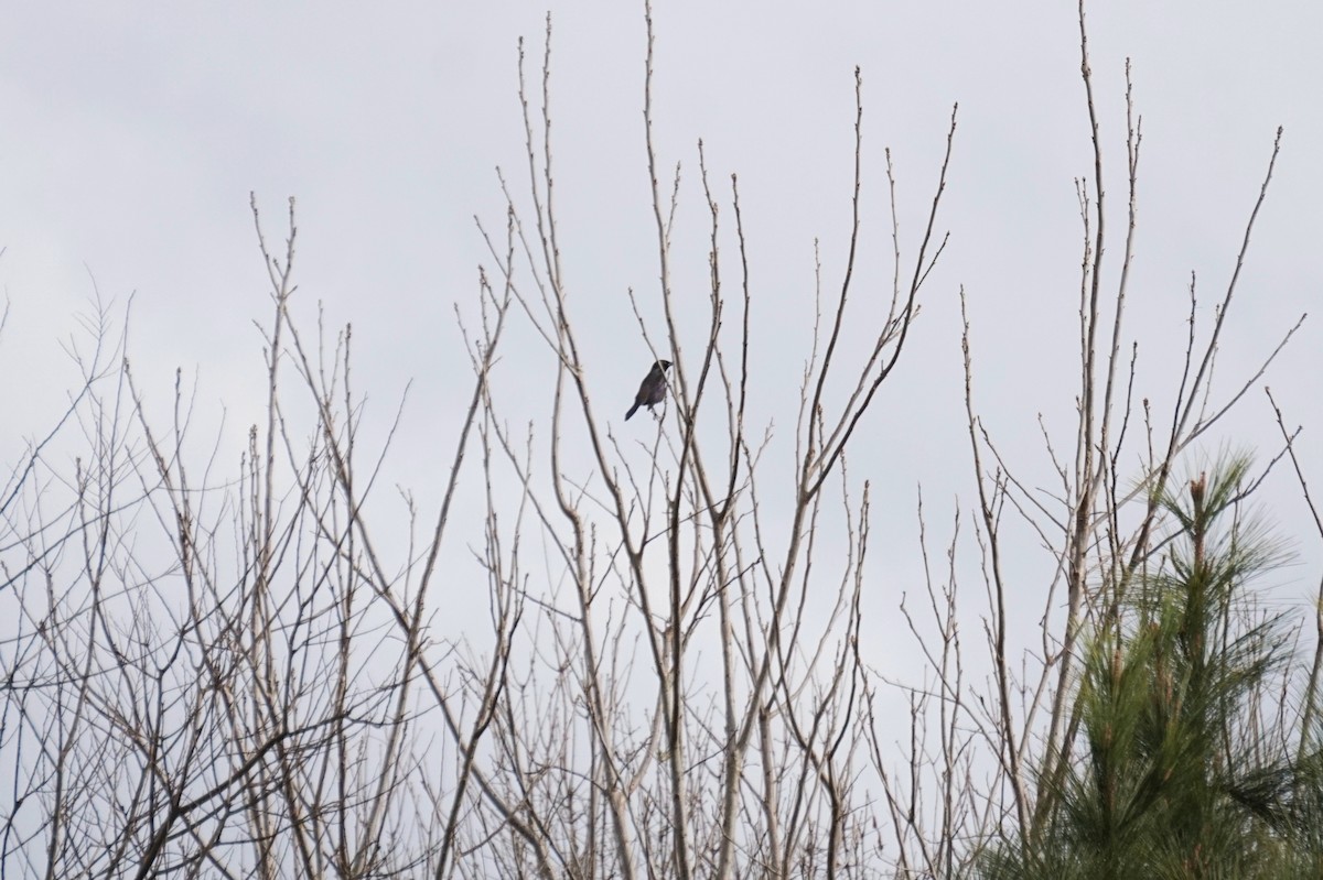 Common Grackle - ML651170556