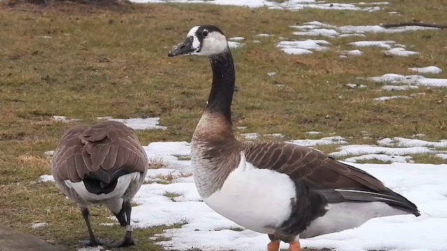 Graylag x Canada Goose (hybrid) - ML651170693