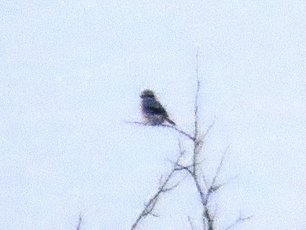 オオモズ - ML651170772