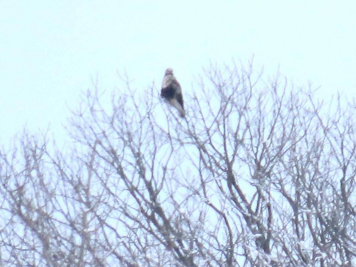 ケアシノスリ - ML651170824