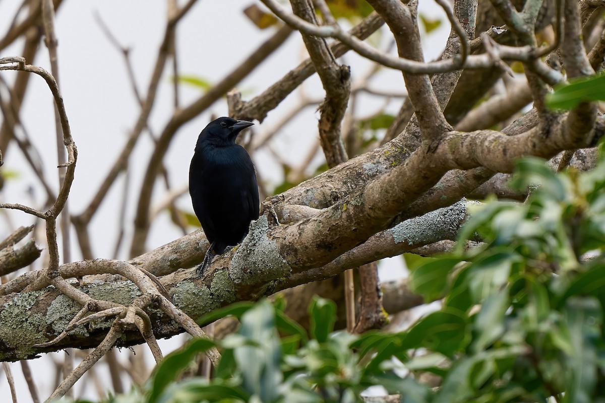 Melodious Blackbird - ML651170868