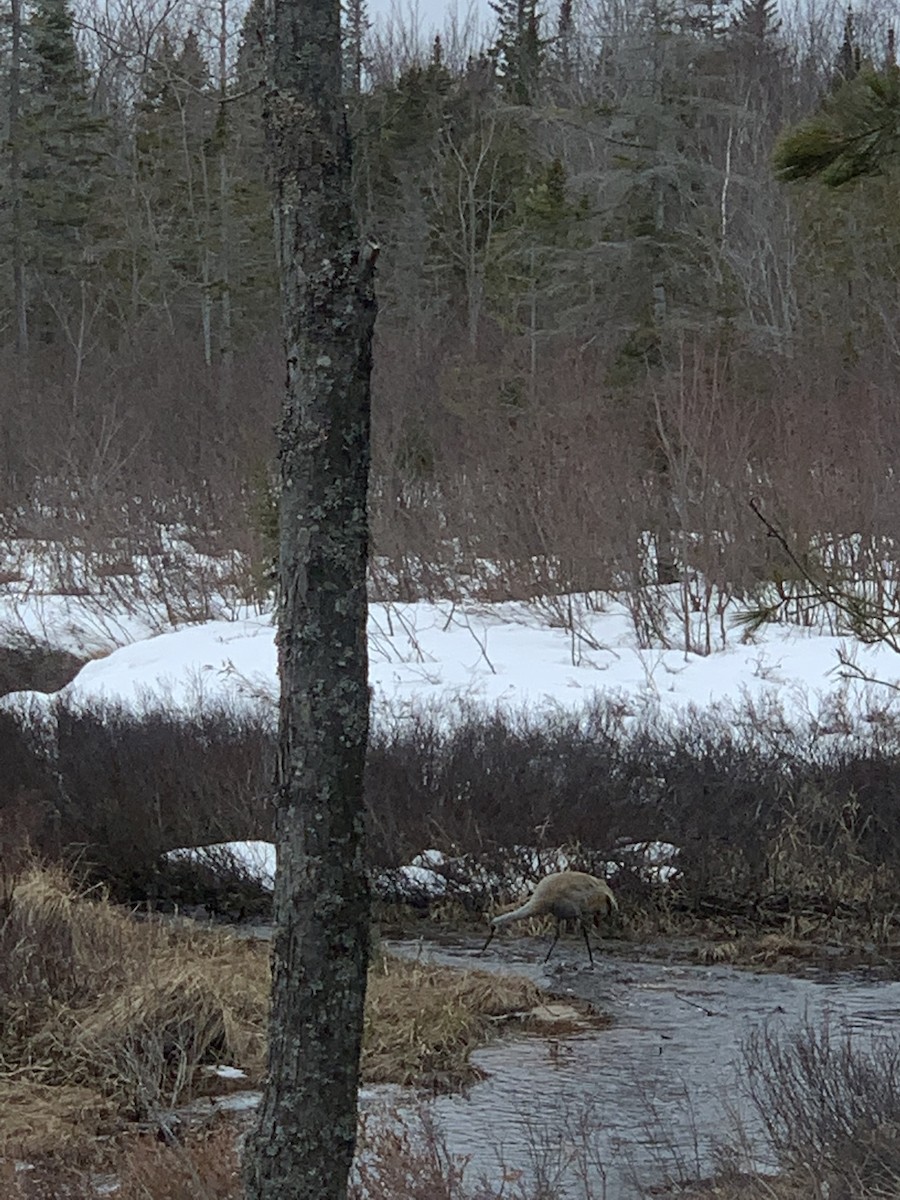 カナダヅル - ML651170942