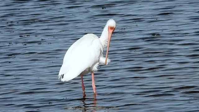 White Ibis - ML651170988