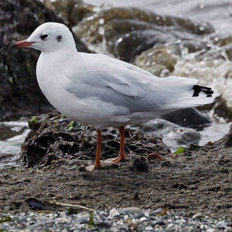 Brown-hooded Gull - ML651171199
