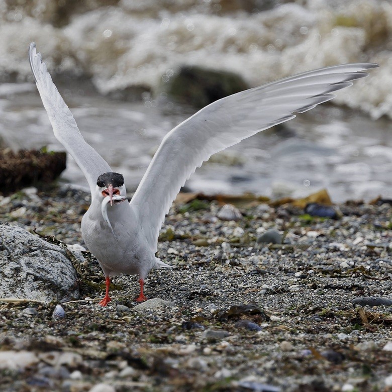 South American Tern - ML651171207
