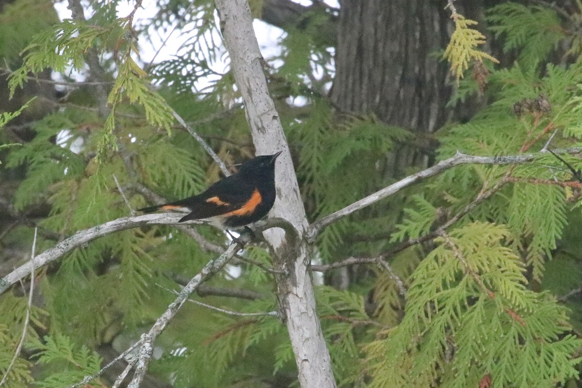 Горихвостковая древесница - ML651171245