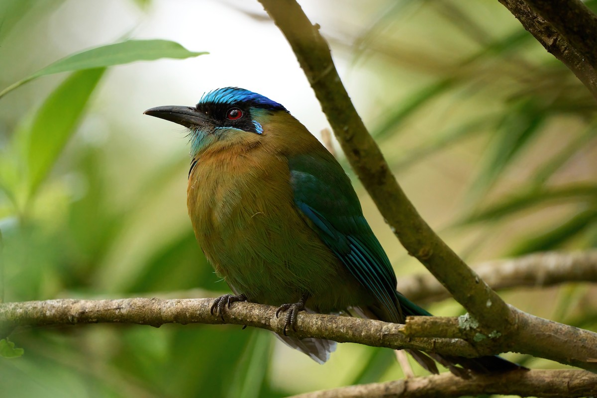 Lesson's Motmot - ML651171265