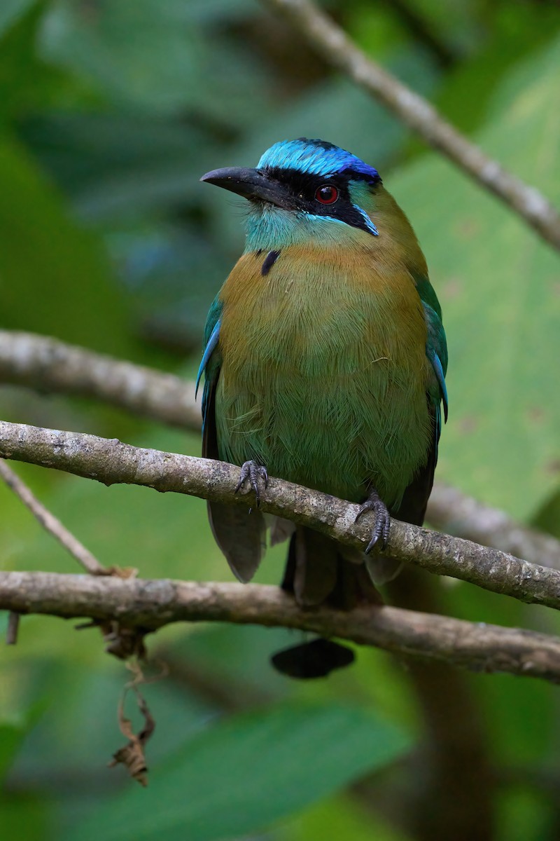 Lesson's Motmot - ML651171542