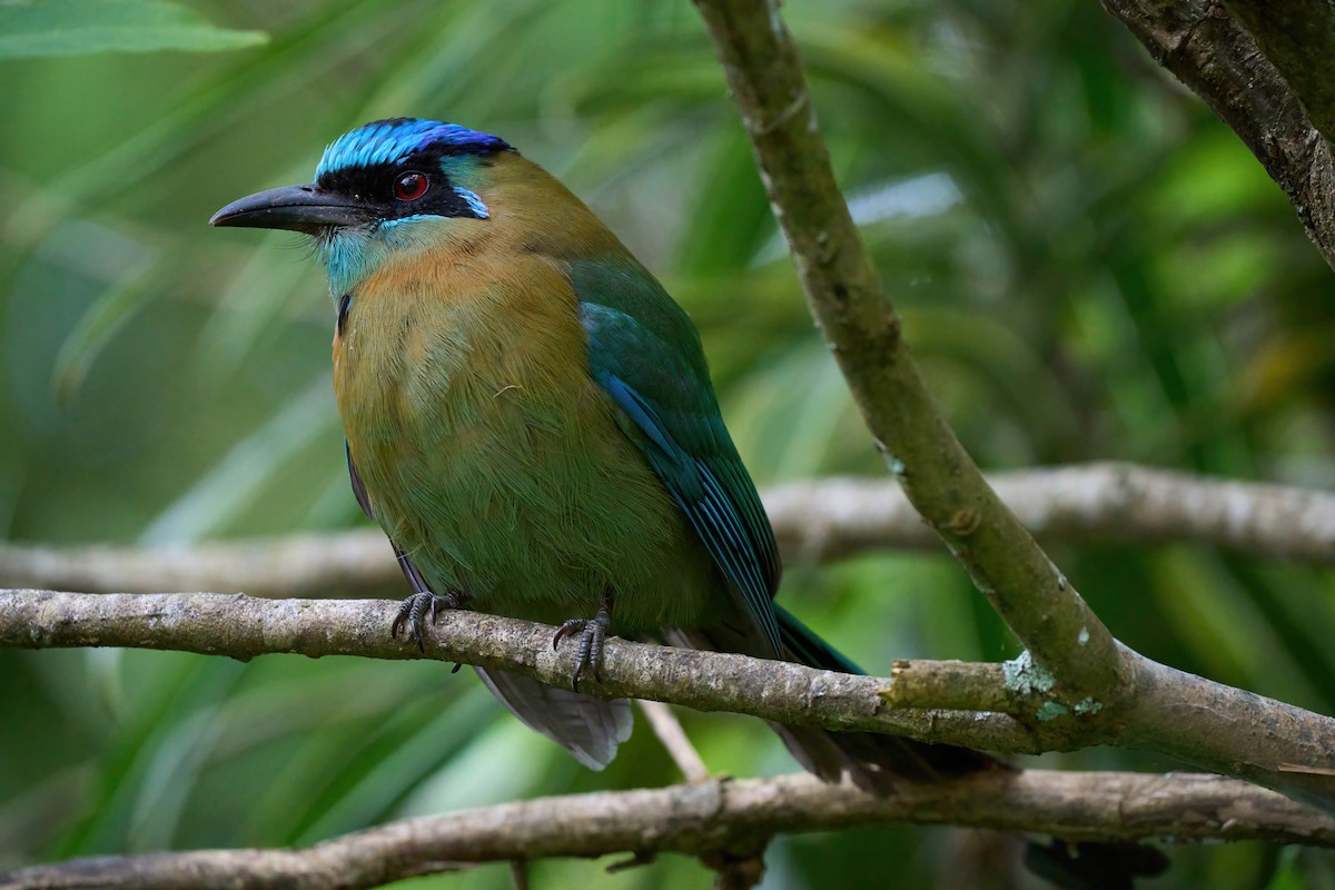 Lesson's Motmot - ML651171544