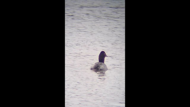 Canvasback - ML651171663