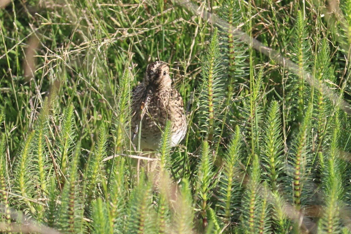 Magellanic Snipe - ML651171664