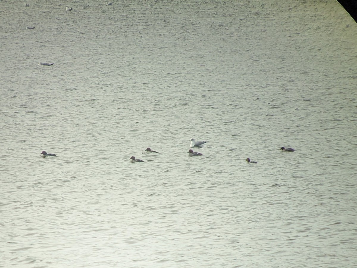 Common Goldeneye - ML651171690