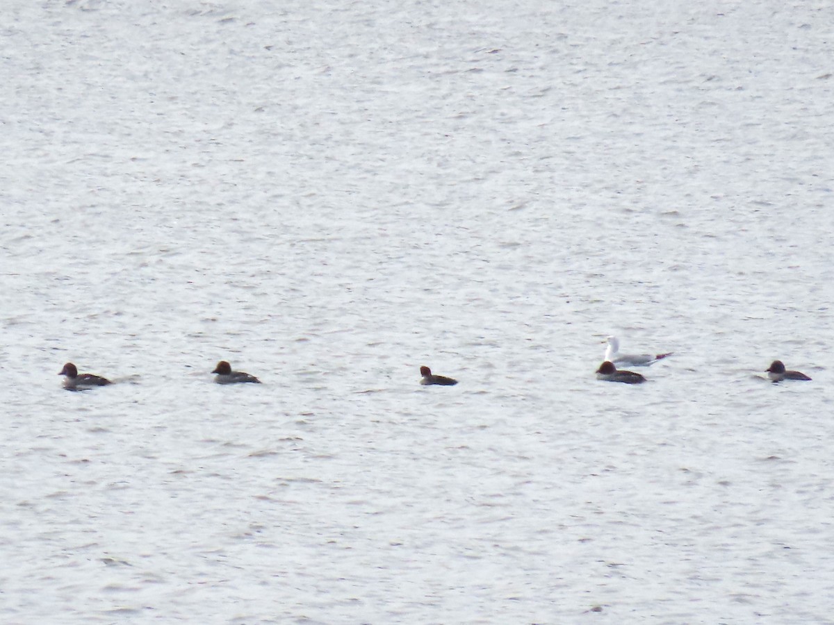Common Goldeneye - ML651171691