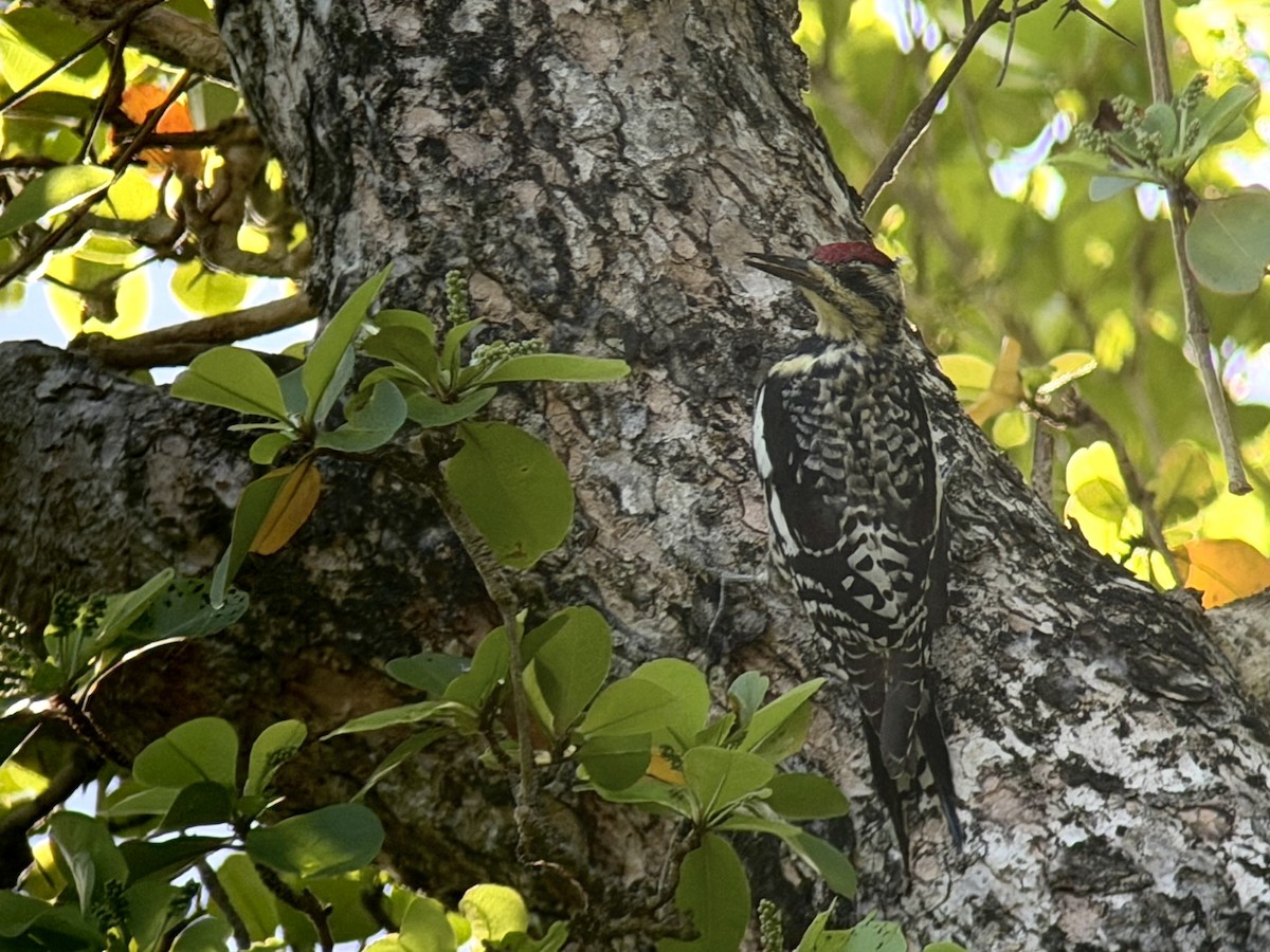 datel rudohrdlý - ML651171796